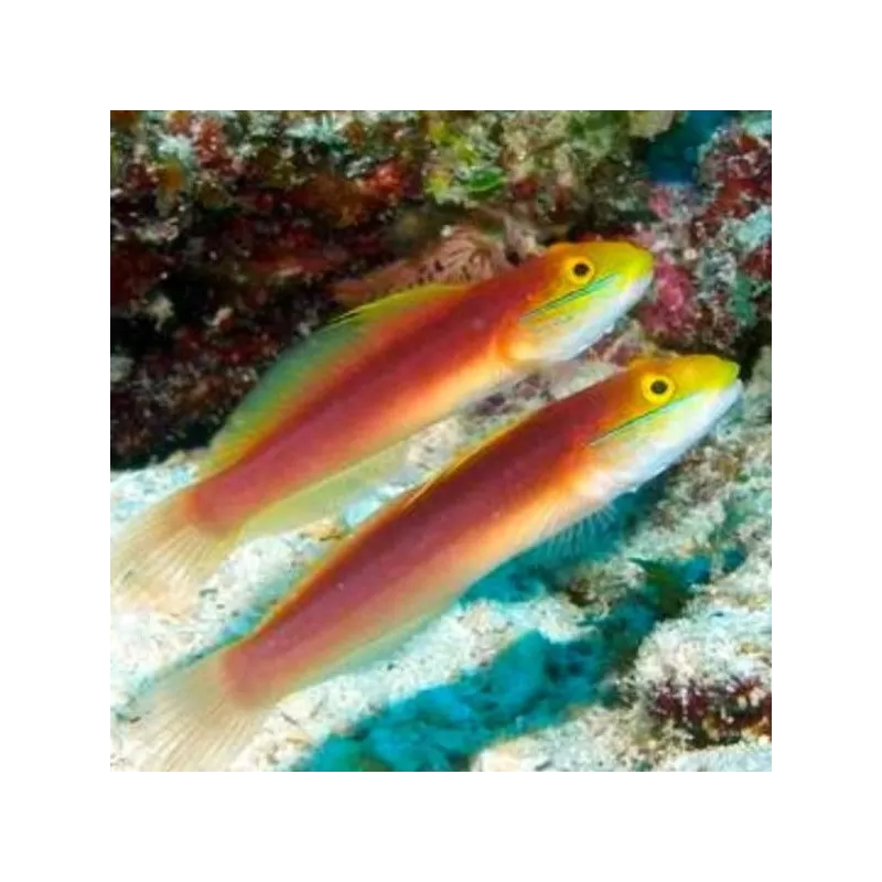 Valenciennea Bella Valenciennea Bella