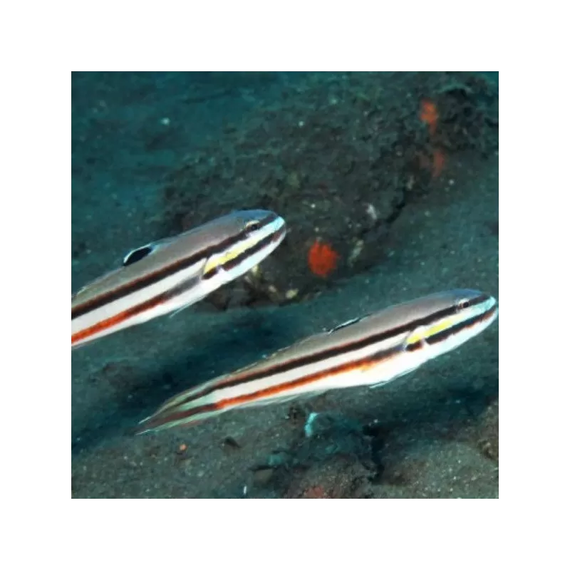 Valenciennea Helsdingenii m 5 10cm