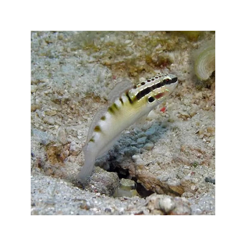 Amblygobius bynoensis Amblygobius bynoensis
