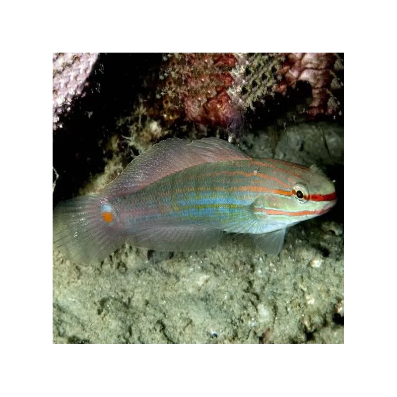 Amblygobius Decussatus Amblygobius Decussatus
