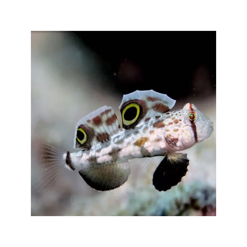 Signigobius Biocellatus Signigobius Biocellatus