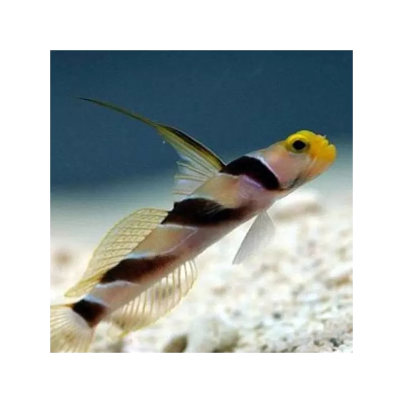 Stonogobiops-Nematoden