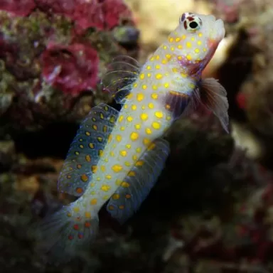 amblyelotris guttata