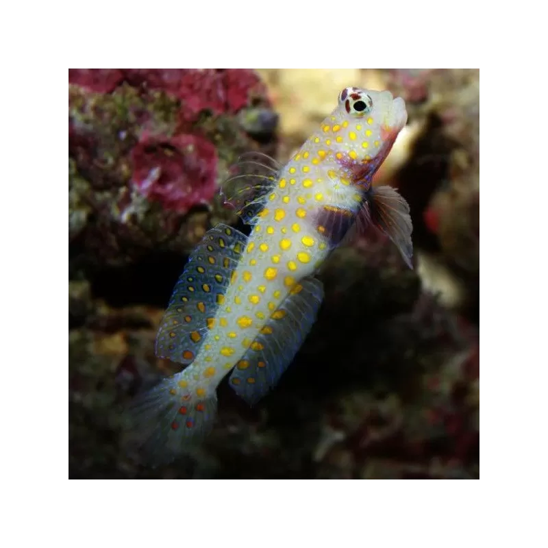 amblyelotris guttata