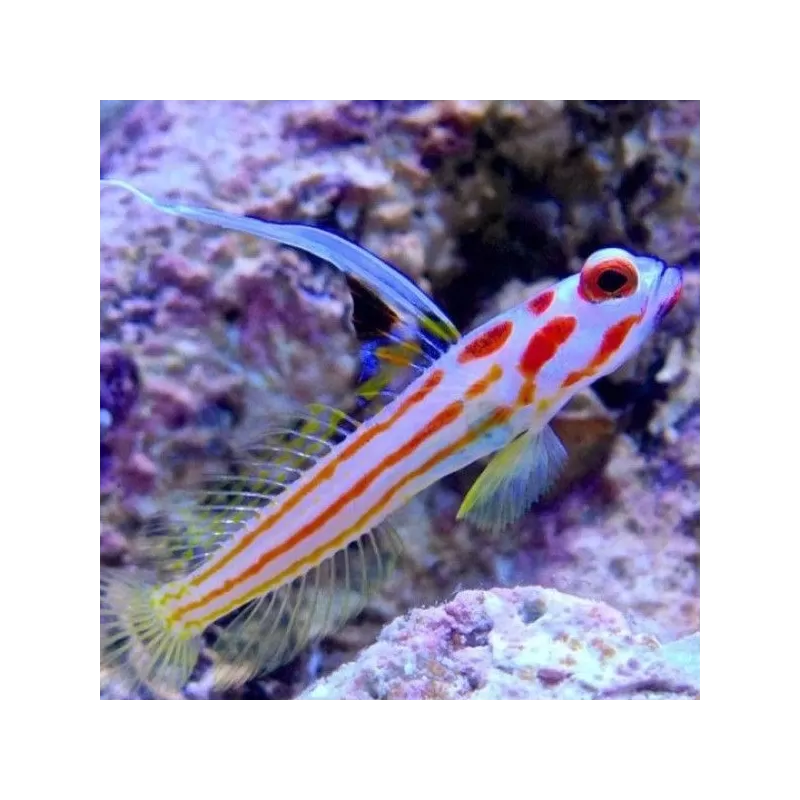Stonogobiops Yasha Stonogobiops Yasha