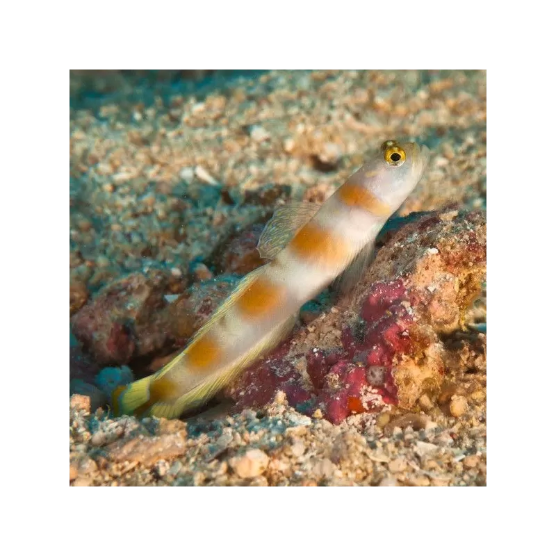 amblyeleotris yanoi amblyeleotris yanoi