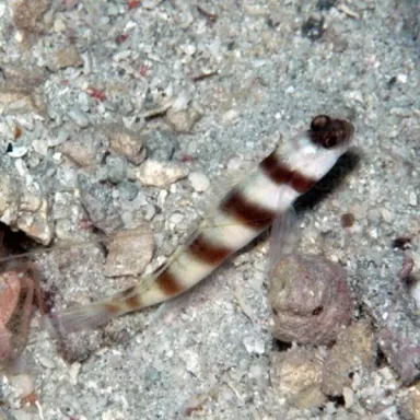 Amblyeleotris Steinitzi M