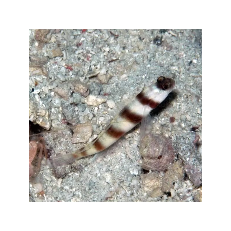Amblyeleotris Steinitzi M Amblyeleotris Steinitzi M