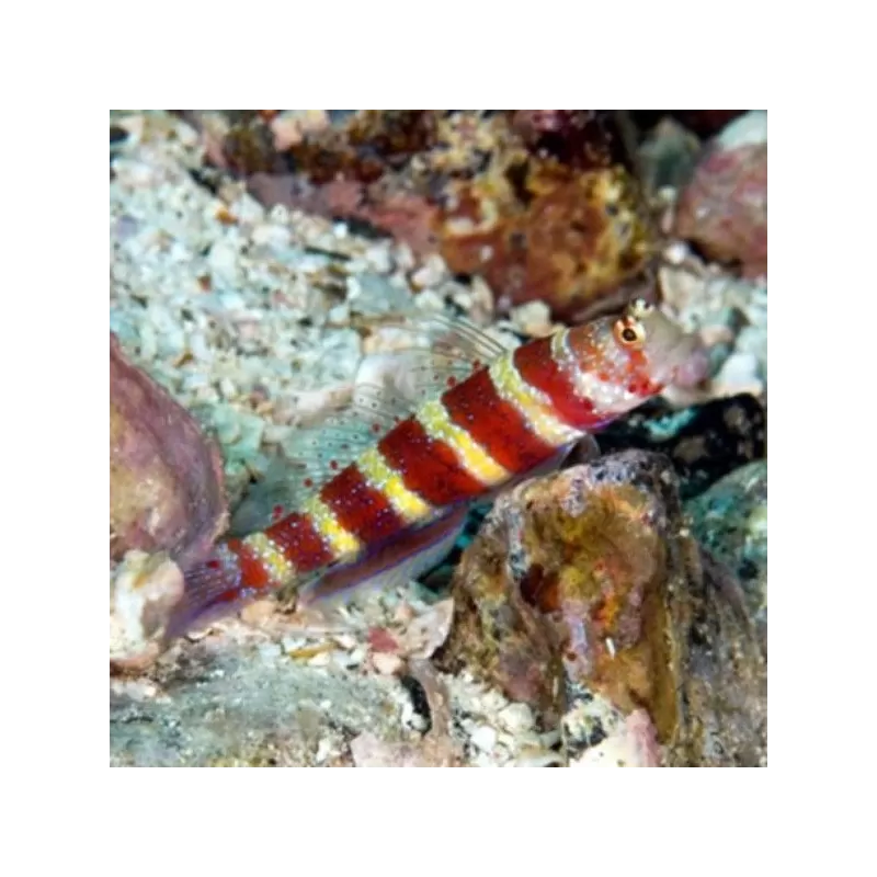 Amblyeleotris Wheeleri Amblyeleotris Wheeleri