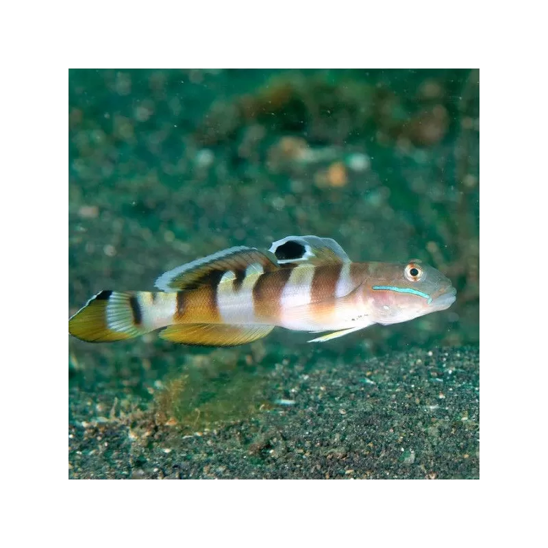 Valencienna Wardii