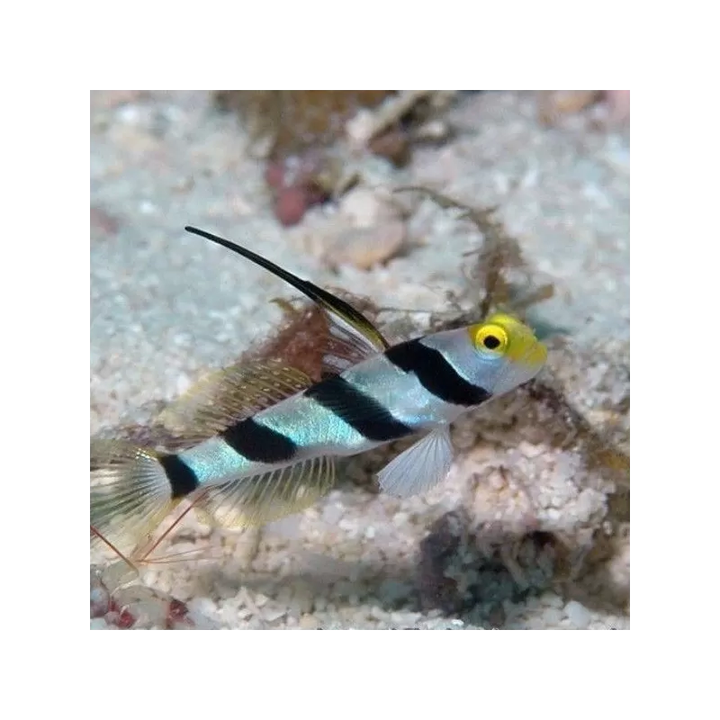 Stonogobiops Xanthorhinica Stonogobiops Xanthorhinica