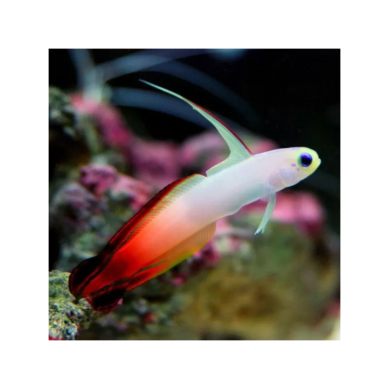 Nemateleotris Magnifica Nemateleotris Magnifica