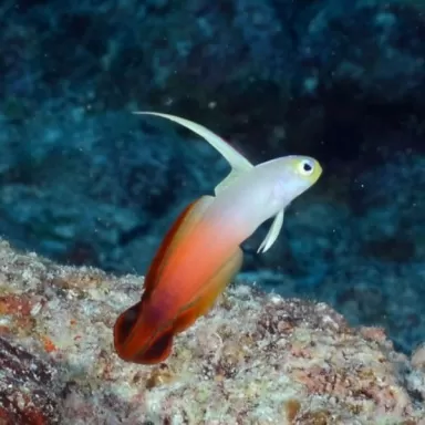 Nemateleotris Magnifica