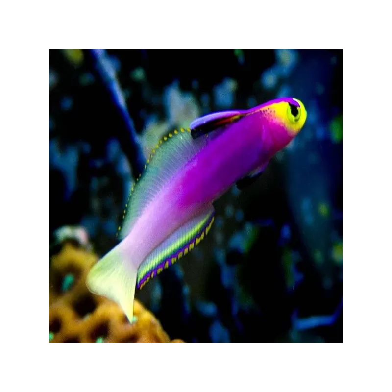nemateleotris helfrichi nemateleotris helfrichi