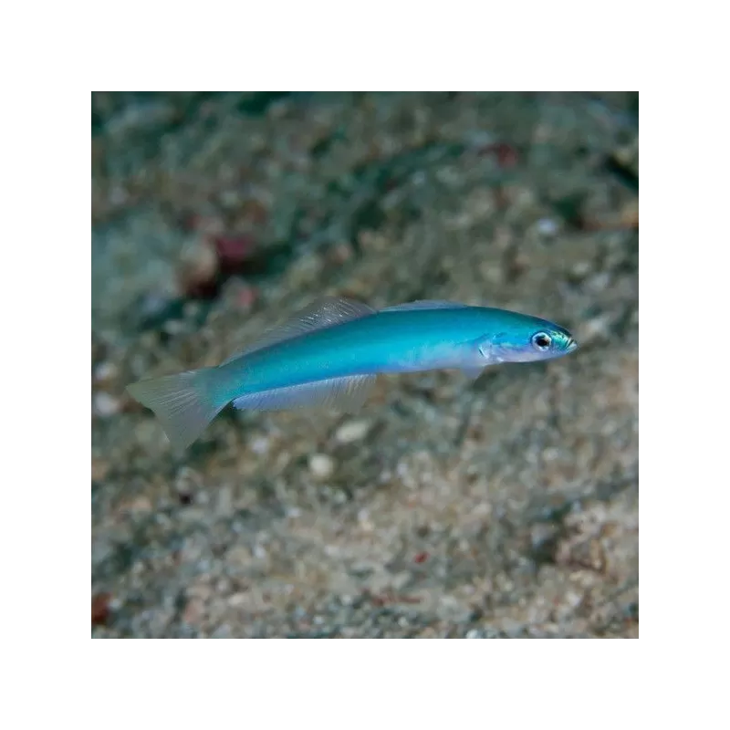 ptereleotris microlepis ptereleotris microlepis