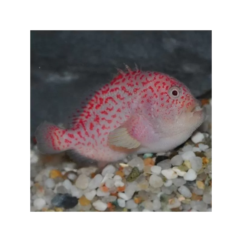 Caracanthus madagascariensis Caracanthus madagascariensis