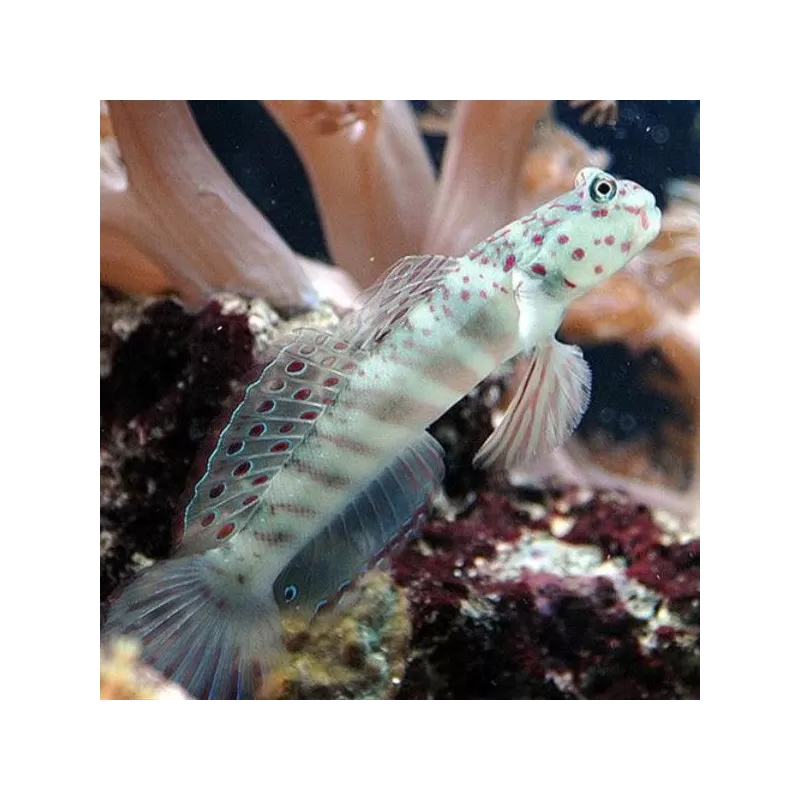 Cryptocentrus Leptocephalus Cryptocentrus Leptocephalus