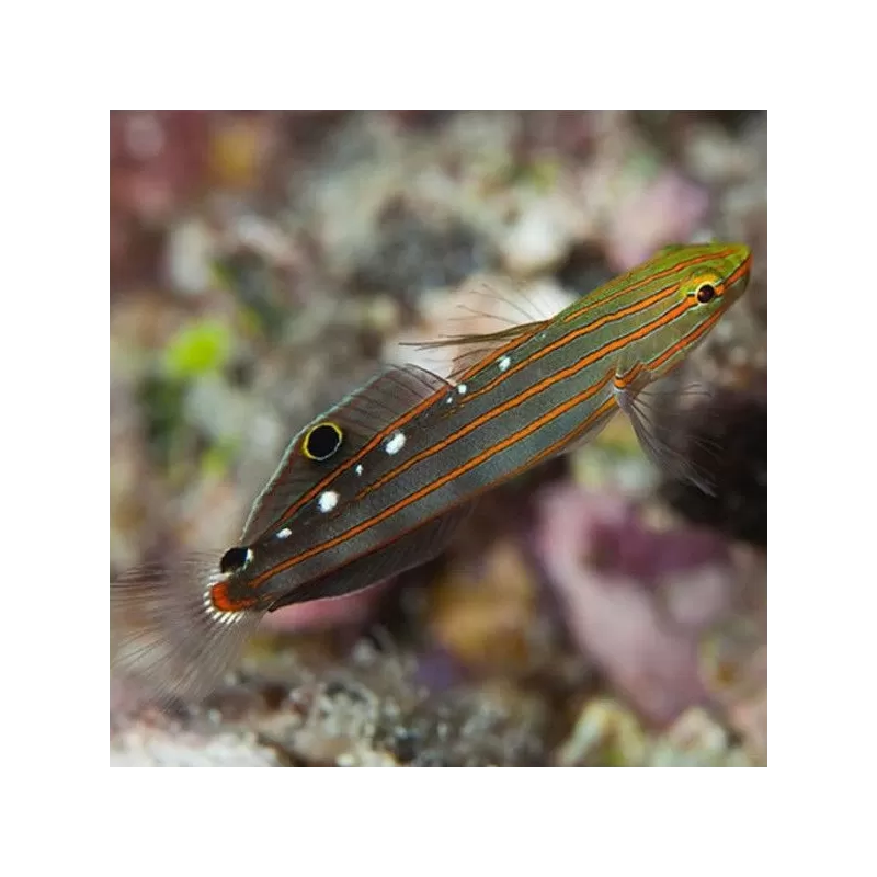 Amblygobius Rainfordi Amblygobius Rainfordi
