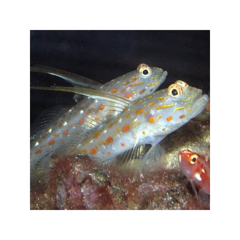 ctenogobiops tangaroai ctenogobiops tangaroai