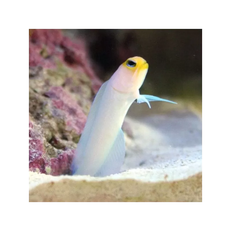 Opistognathus Aurifrons M