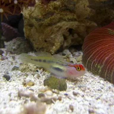 Elacatinus puncticulatus