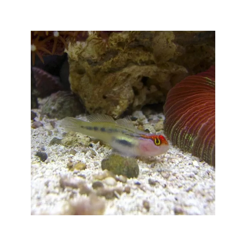 Elacatinus puncticulatus Elacatinus puncticulatus