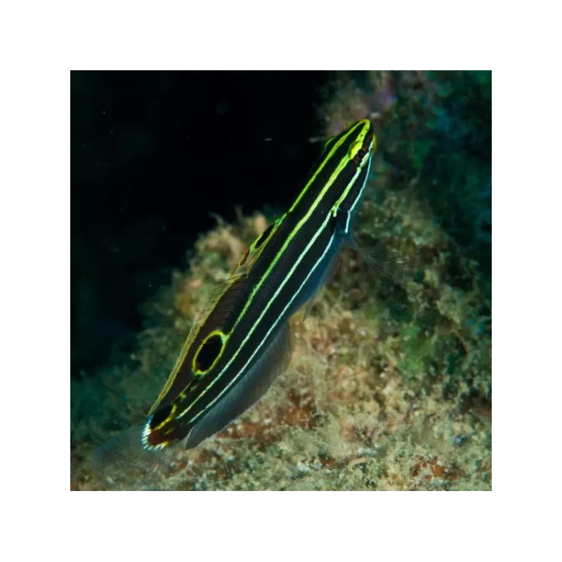 Amblygobius Hectorii