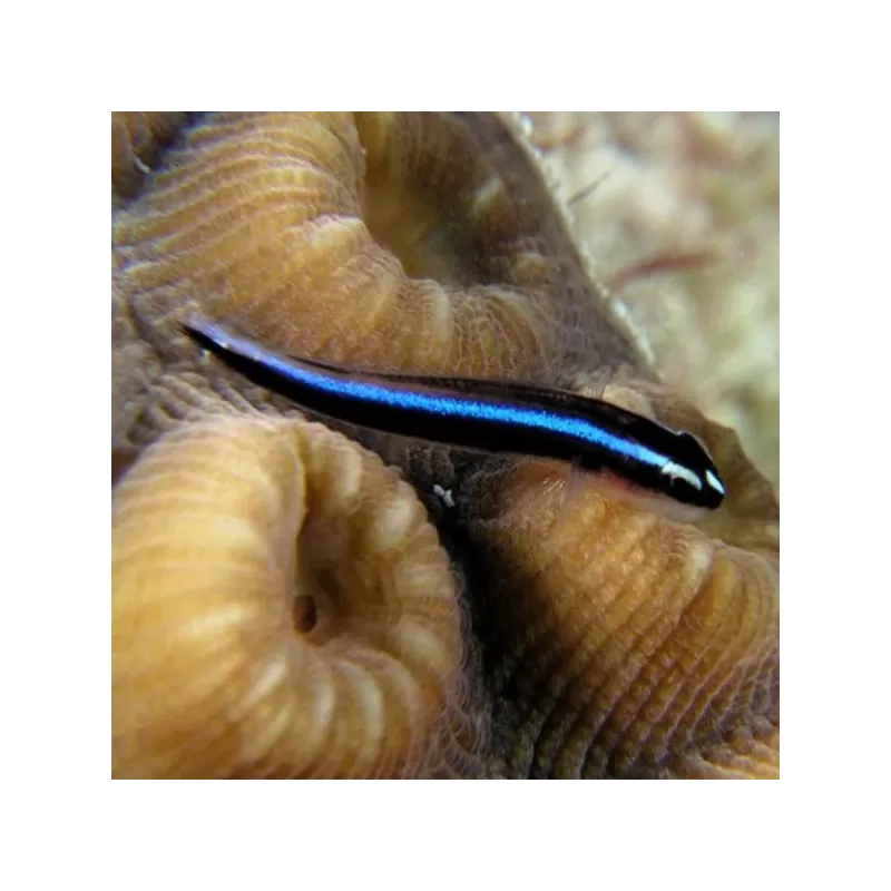 gobiosoma oceanops gobiosoma oceanops