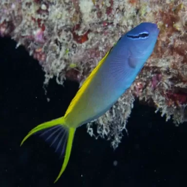 Meiacanthus Atrodorsalis M