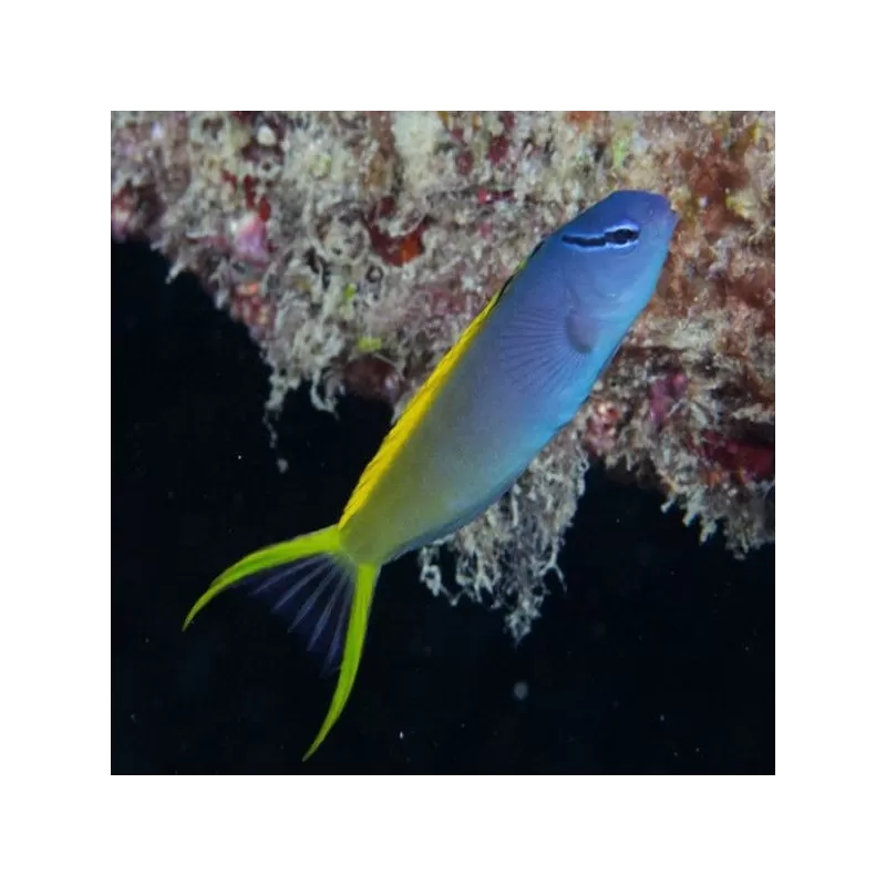 Meiacanthus Atrodorsalis M Meiacanthus Atrodorsalis M