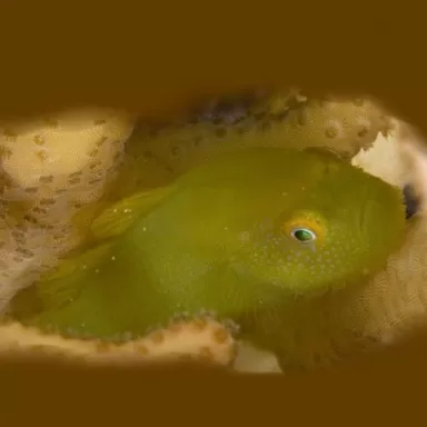 Paragobiodon Xanthosomus