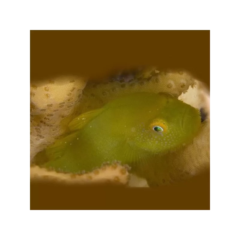 Paragobiodon Xanthosomus