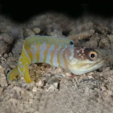 Opistognathus Randalli