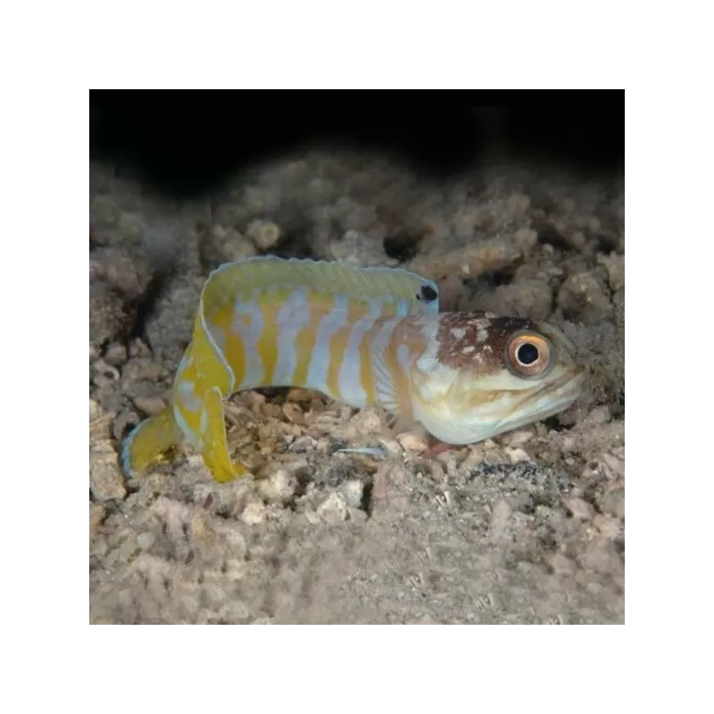 Opistognathus Randalli Opistognathus Randalli