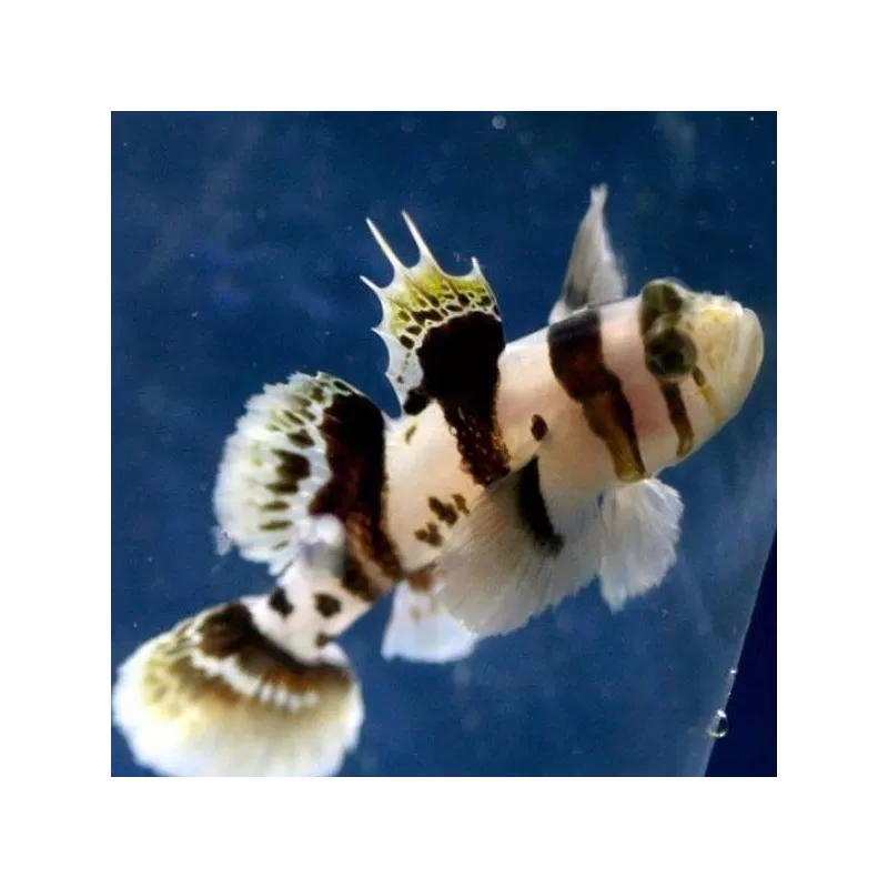 priolepis Nocturna priolepis Nocturna