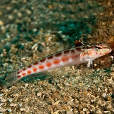 parapercis schuiinslandi