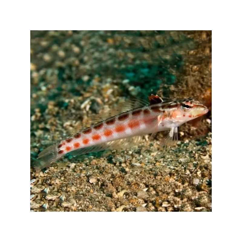 parapercis schuiinslandi