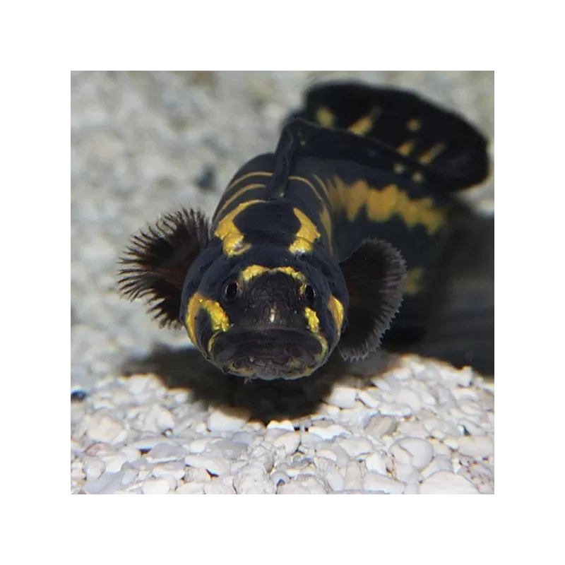 Pholidichthys Leucotaenia