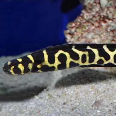 Pholidichthys Leucotaenia