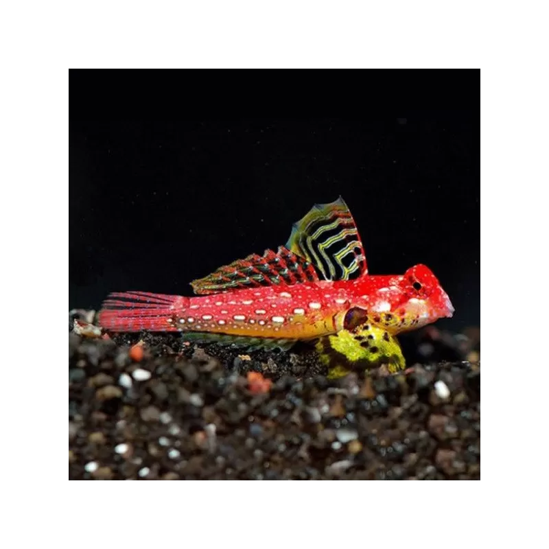 Synchiropus Moyeri Synchiropus Moyeri