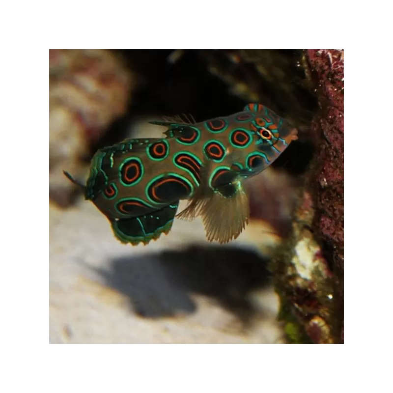 Synchiropus Picturatus Synchiropus Picturatus