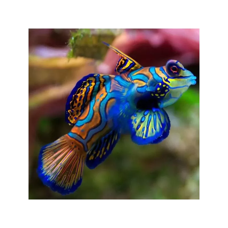 Pterosynchiropus Splendidus Pterosynchiropus Splendidus