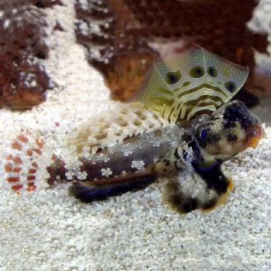 Synchiropus Ocellatus