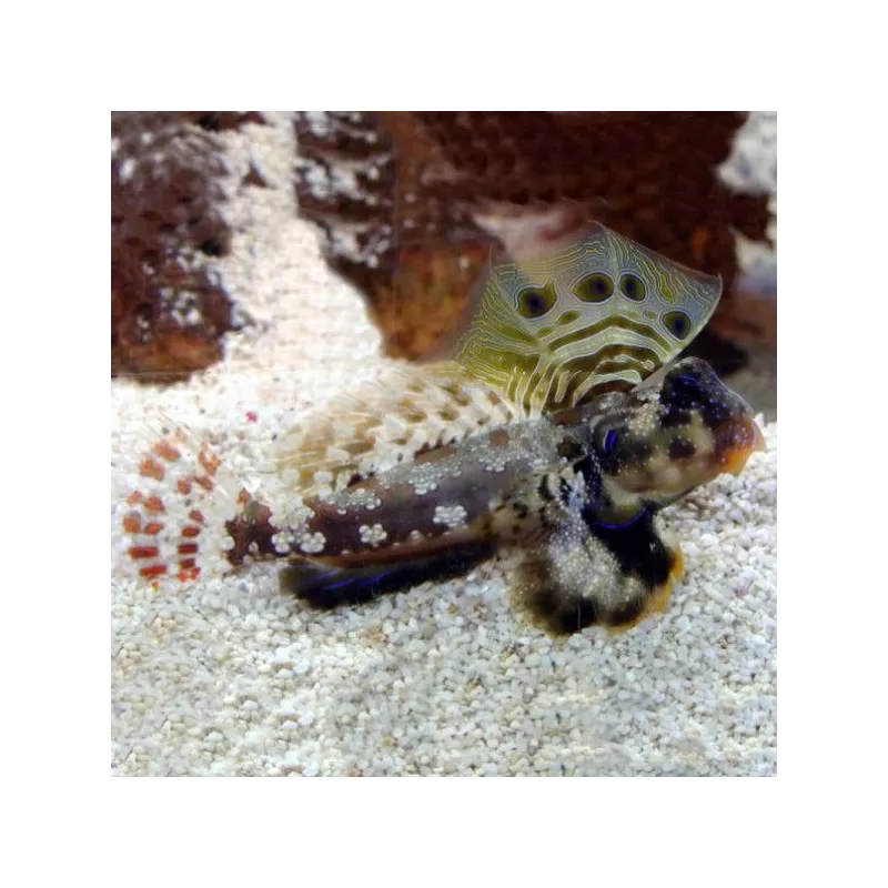 Synchiropus Ocellatus Synchiropus Ocellatus
