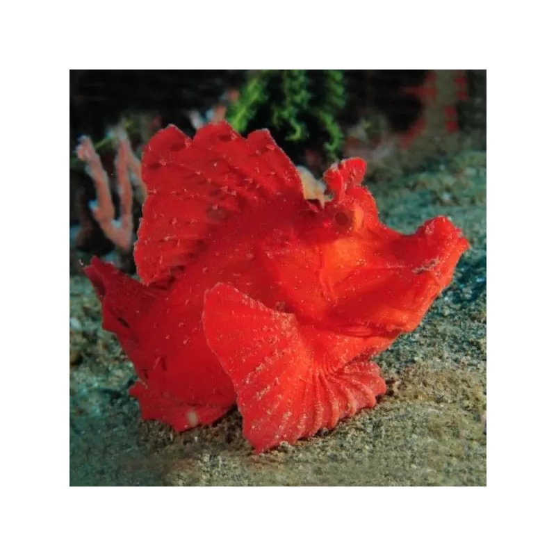 Rhinopies Eschmeyeri