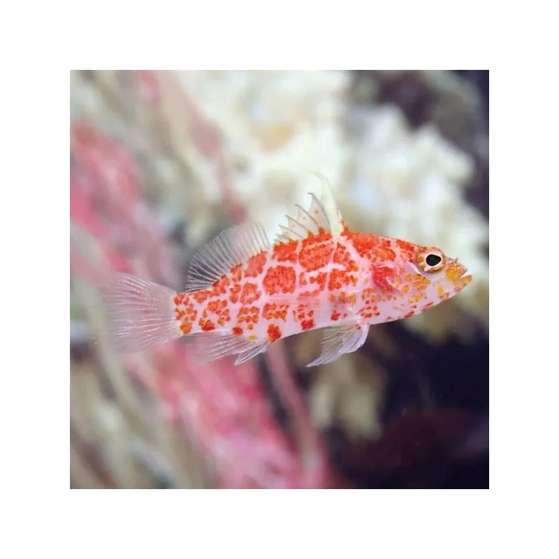 Plectranthias Inermis Plectranthias Inermis