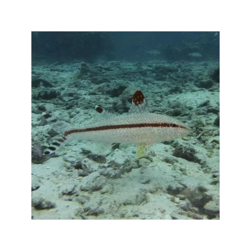 Upeneus Tragula Upeneus Tragula