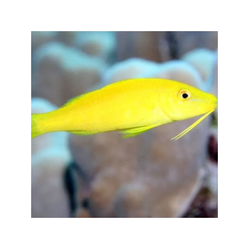 Parupeneus Cyclostomus Parupeneus Cyclostomus