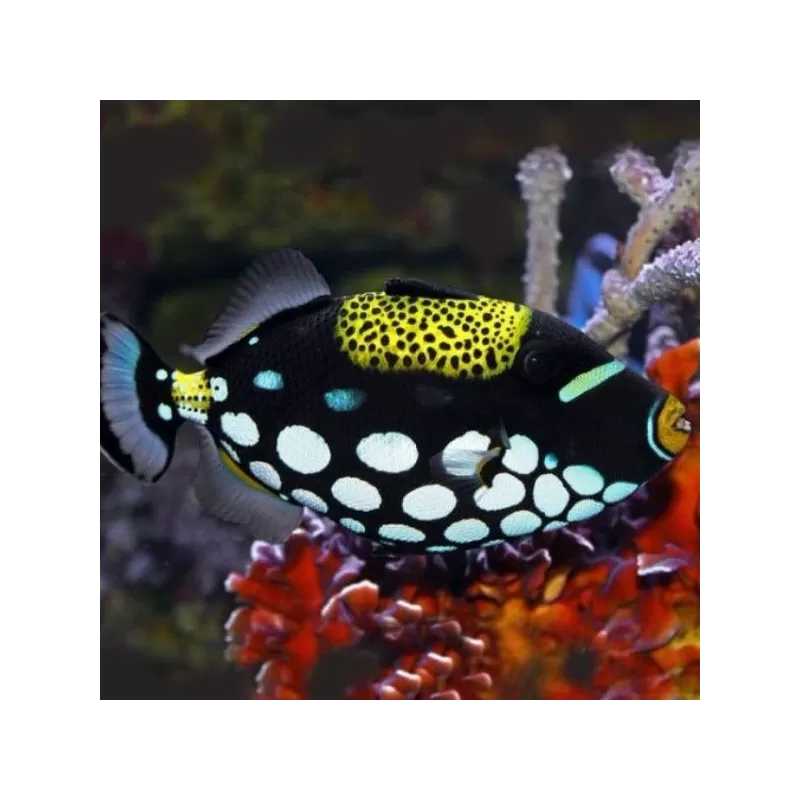 Balistoides conspicilum S 6 10cm Balistoides conspicilum S 6 10cm