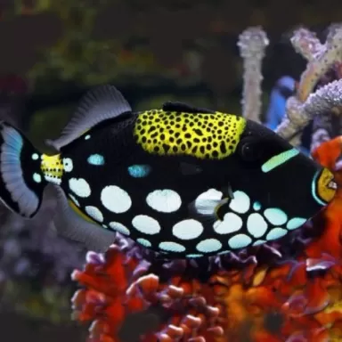 balistoides conspicilum T 3 6 cm